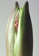 PHOTO: amaryllis bud