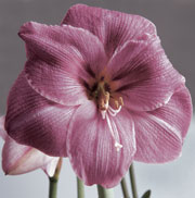 PHOTO: amaryllis flower
