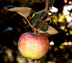 PHOTO: apple