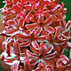 PHOTO: seasonal flower