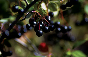 PHOTO: Aronia melanocarpa