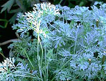 PHOTO: artemisia absinthium