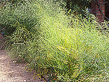 PHOTO: asparagus
