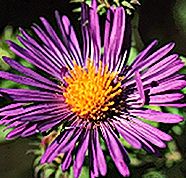 PHOTO: aster