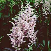 PHOTO: astilbe