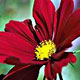 PHOTO: seasonal flower