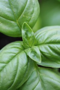 PHOTO: basil