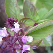 PHOTO: basil