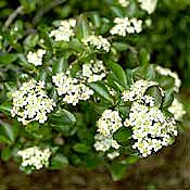 PHOTO: black chokeberry