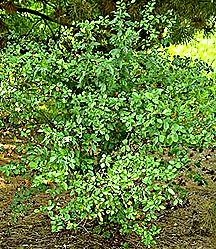 PHOTO: black chokeberry