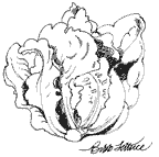 ILLUSTRATION: bib lettuce