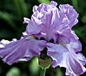 PHOTO: blue flag iris