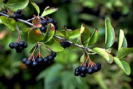 PHOTO: black chokeberry
