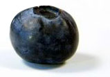 PHOTO: blueberry