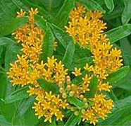 PHOTO: butterfly weed