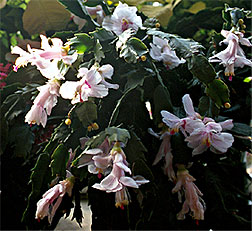 PHOTO: christmas cactus