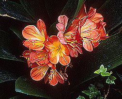 PHOTO: clivia
