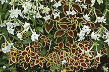 PHOTO: coleus