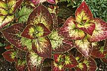 PHOTO: coleus