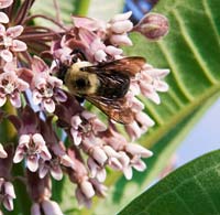 PHOTO: Bee on milkweed