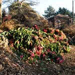 PHOTO: Compost pile