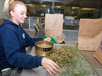 PHOTO: cleaning seeds in lab