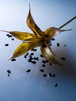 PHOTO: Columbine seed pod