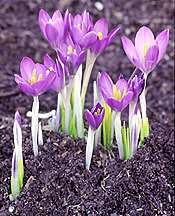 PHOTO: crocus