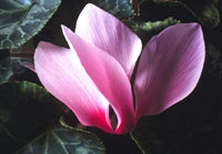PHOTO: cyclamen bloom