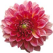 PHOTO: dahlia