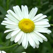 PHOTO: daisy