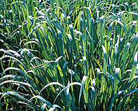 PHOTO: 'dallas blues' switchgrass