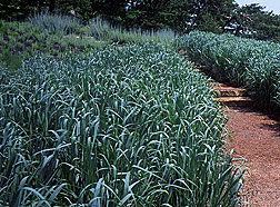 PHOTO: 'dallas blues' switchgrass