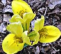 PHOTO: danford iris