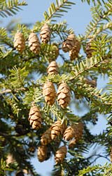 PHOTO: pine cones
