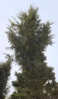 PHOTO: witches broom
