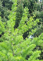 PHOTO: Larix decidua