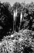PHOTO: eremurus