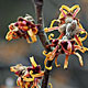 PHOTO: seasonal flower