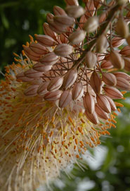 PHOTO: foxtail lily