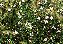PHOTO: gaura