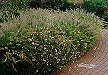 PHOTO: gaura