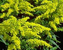 PHOTO: goldenrod