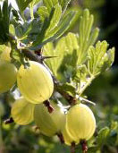 PHOTO: gooseberries