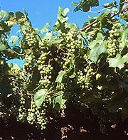 PHOTO: grapevines