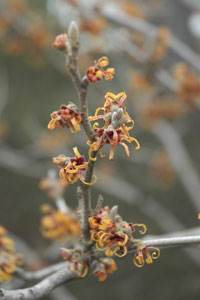 PHOTO: hamamelis intermedia jelena