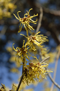 PHOTO: hamamelis jelena