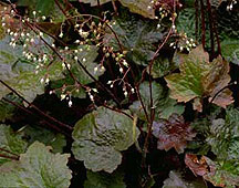 PHOTO: heuchera