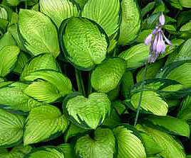 PHOTO: hosta