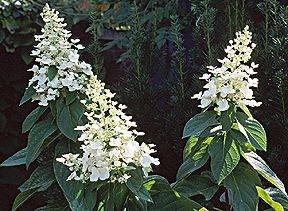 PHOTO: hydrangea in bloom